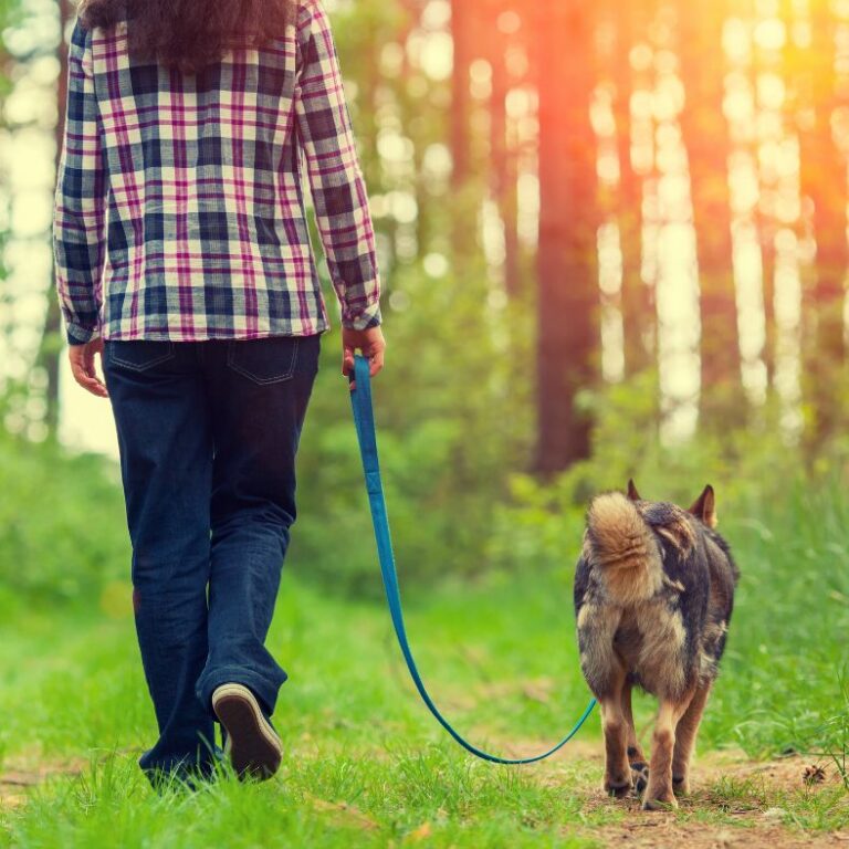 cours-individuels-canin