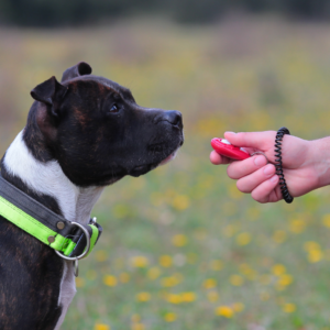 séance-première-patte