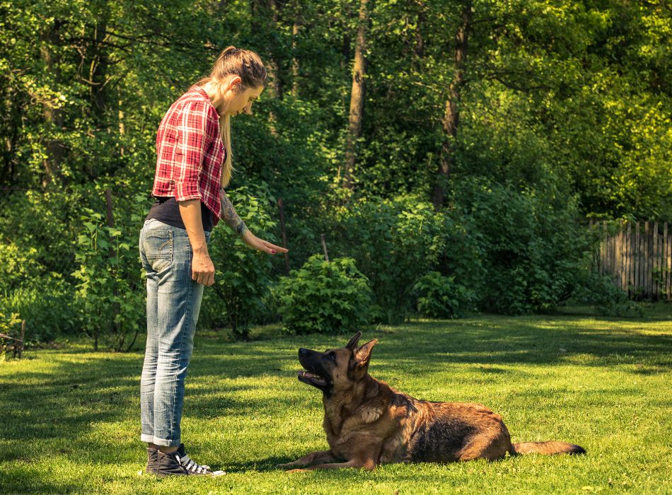 psychologue-pour-chien
