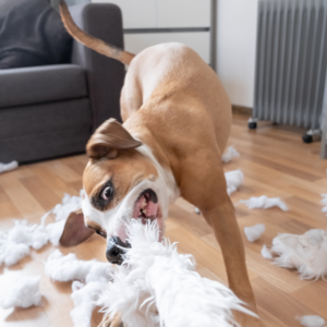 comportementaliste canin