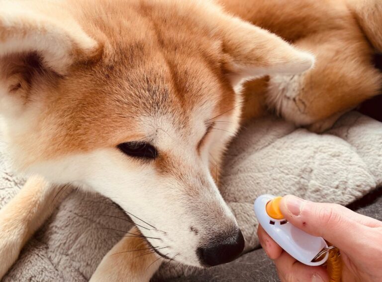 clicker-renforcement-positif