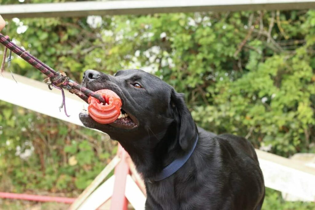chien-souffre-problème-de-comportement