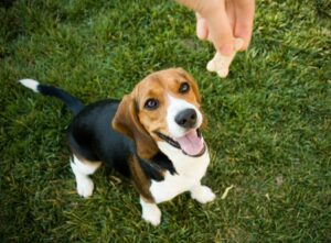 renforcement-positif