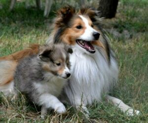 sociabilisation-du-chiot