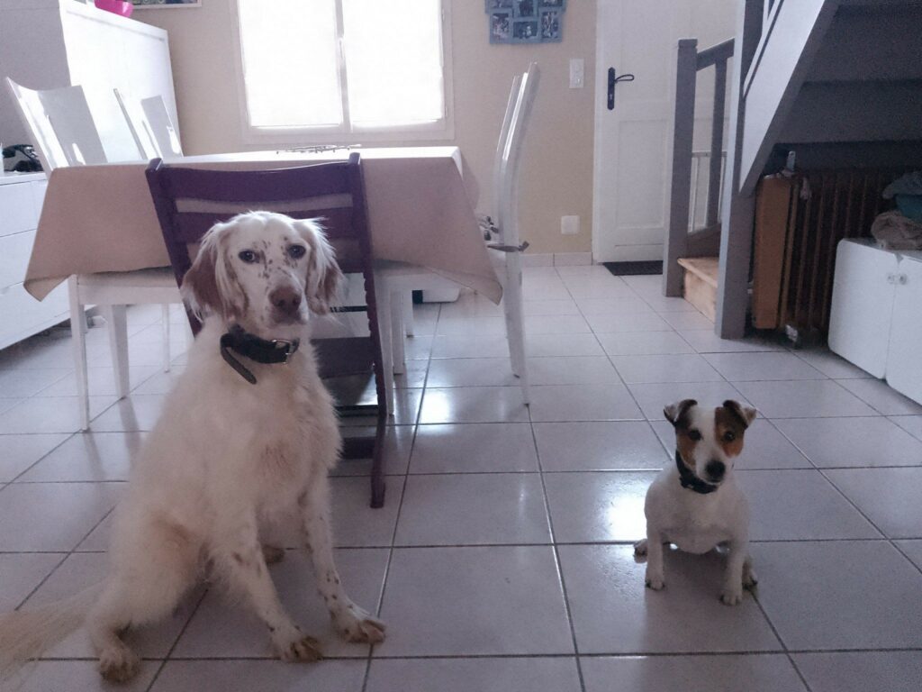 Pin up Setter anglais Madgic Jack Russel Terrier