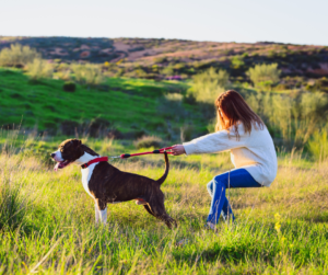 chien-tire-en-laisse