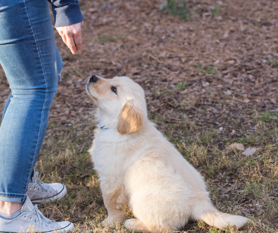 éducateur-pour-chiot