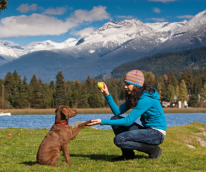 apprentissage-ordre-chiot