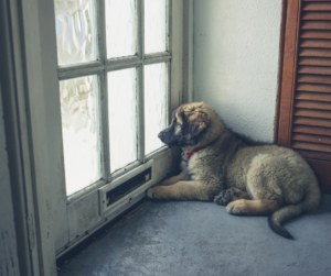 chiot-pleure-absence