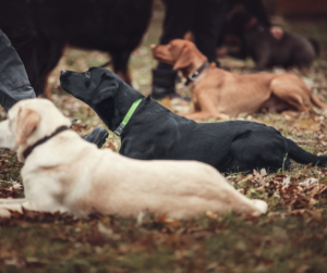 cours-collectifs-canin