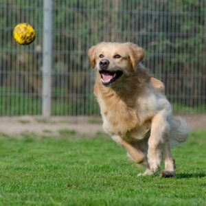 L’hyperactivité-et-l’hypersensibilité- chez-le-chien