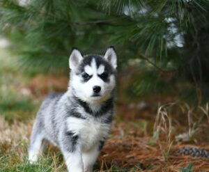 socialisation-du-chiot