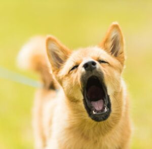 chien-aboiement