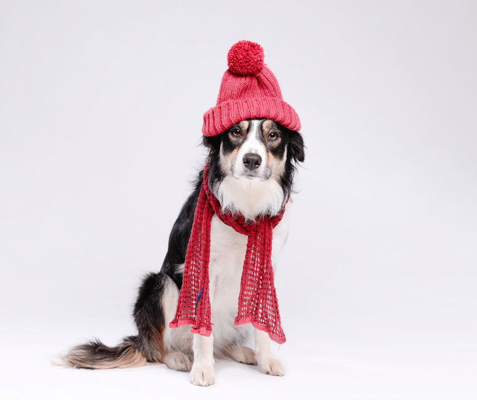 chien-froid