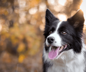 border-collie