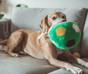 garde-de-chien-à-domicile