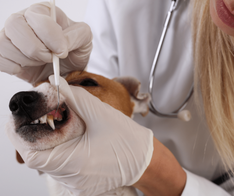 chien-mauvaise-haleine