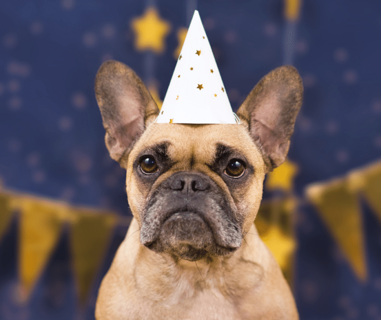 chien-nouvelle-résolution