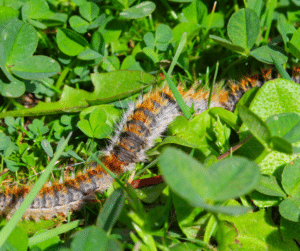 chenilles-processionnaires