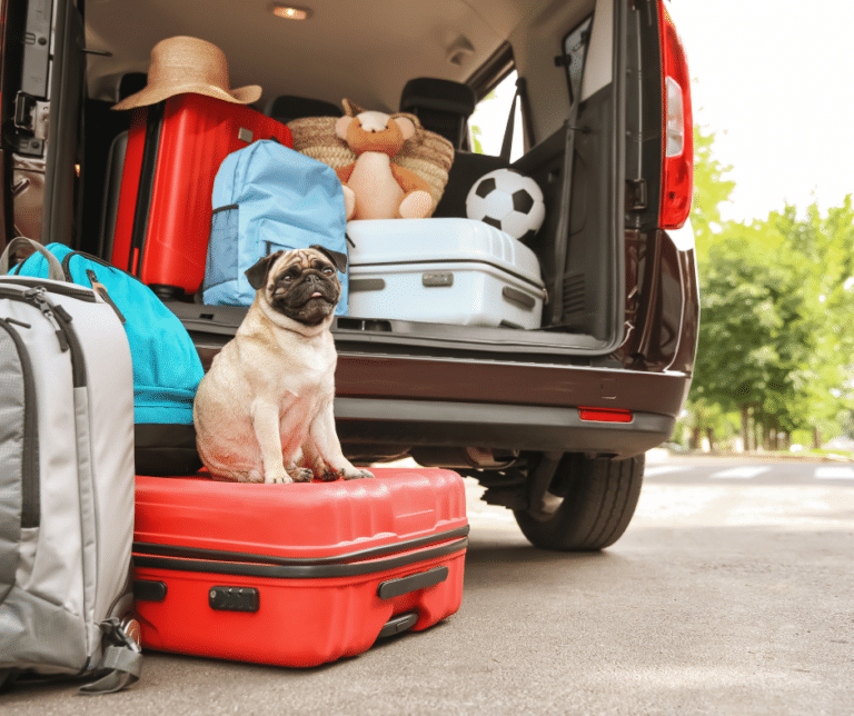 voyager-avec-son-chien