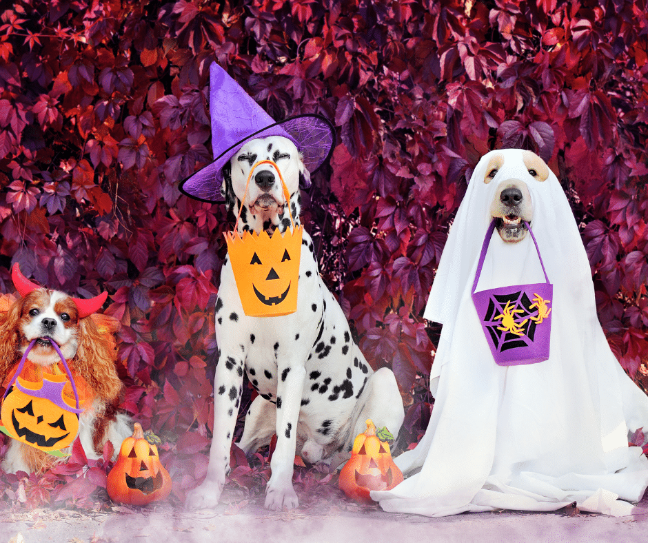 halloween-chiens