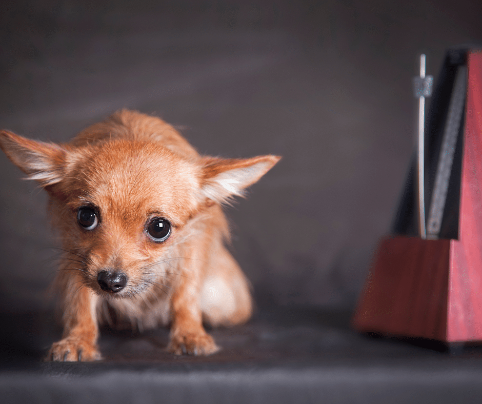 comportementaliste-canin-Chartres