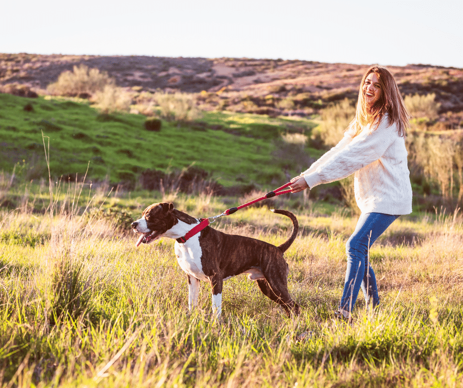chien-fort-tire-en-laisse