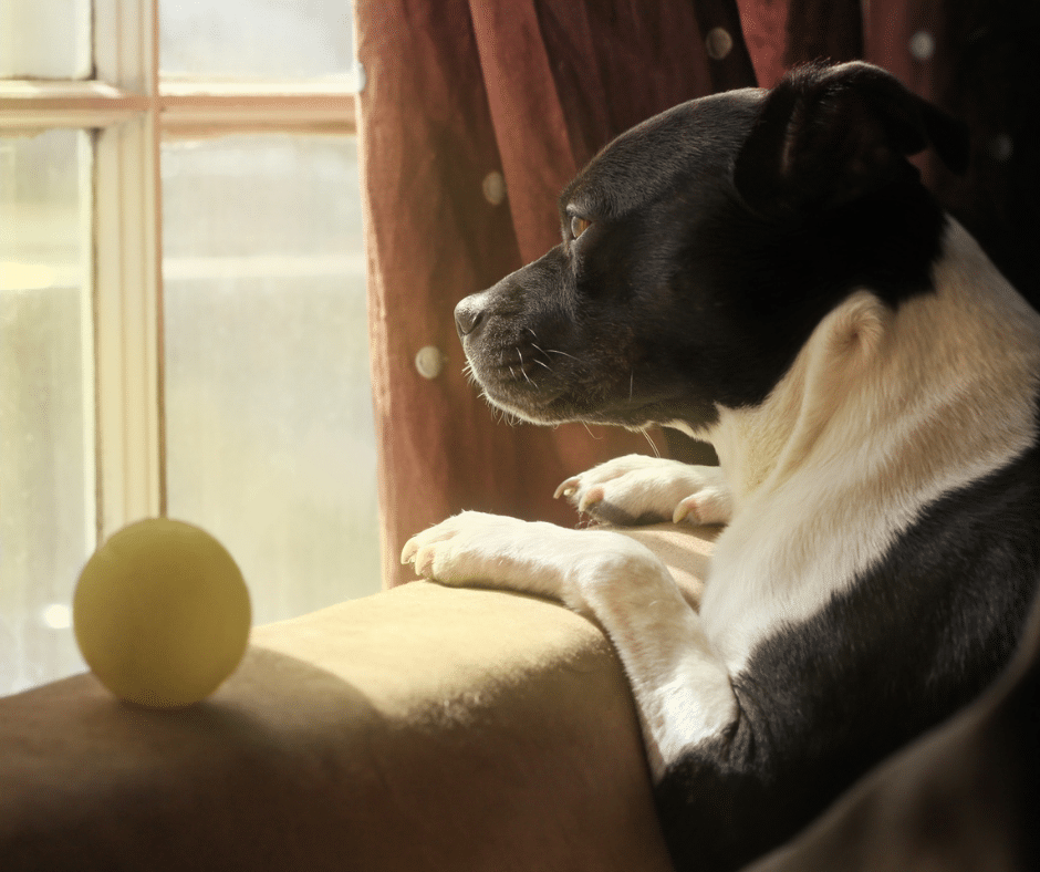 apprendre la solitude au chien