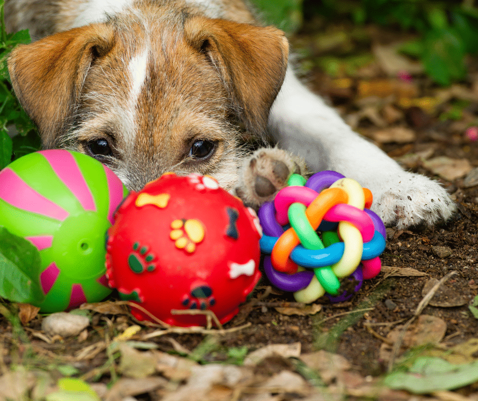 jouets pour chien seul