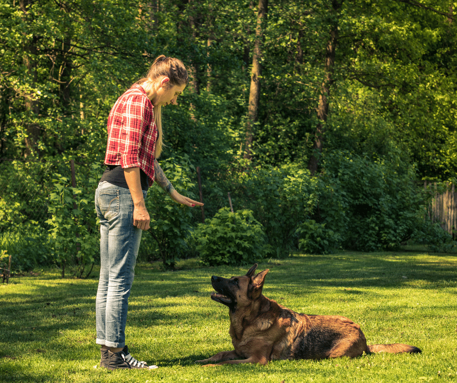 comportementaliste canin