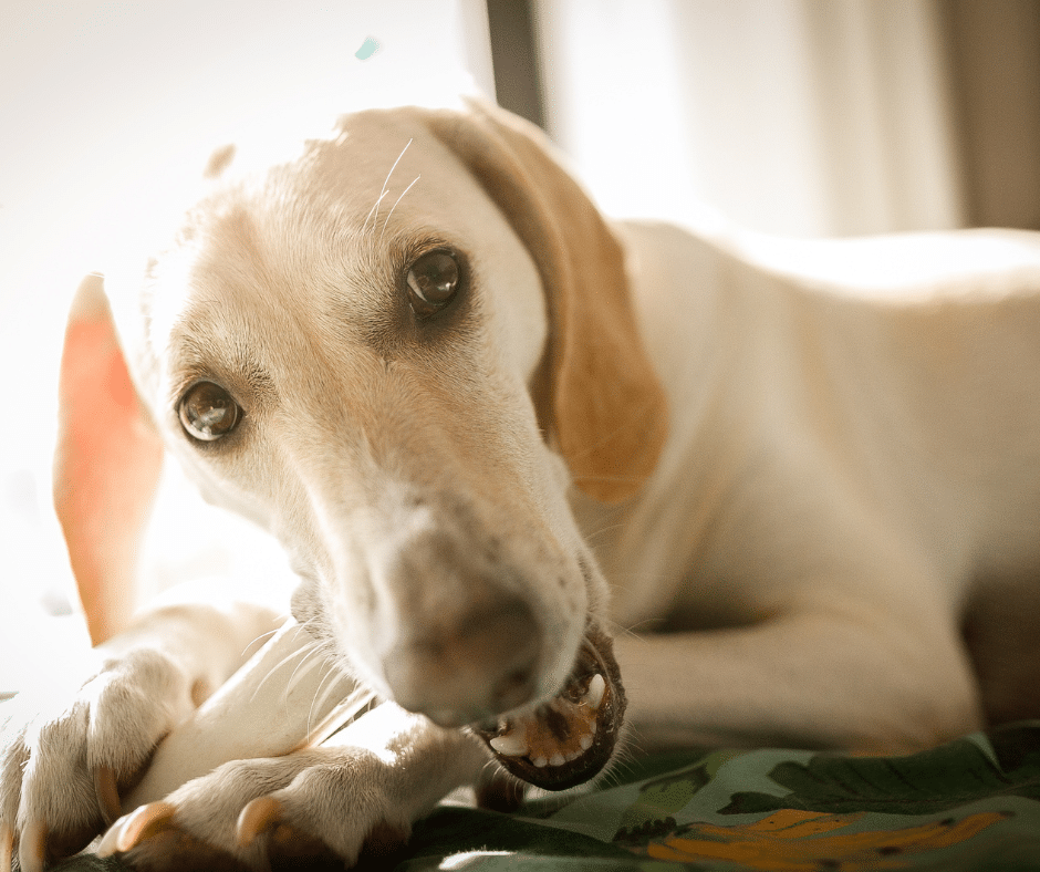 besoin de mastication chien