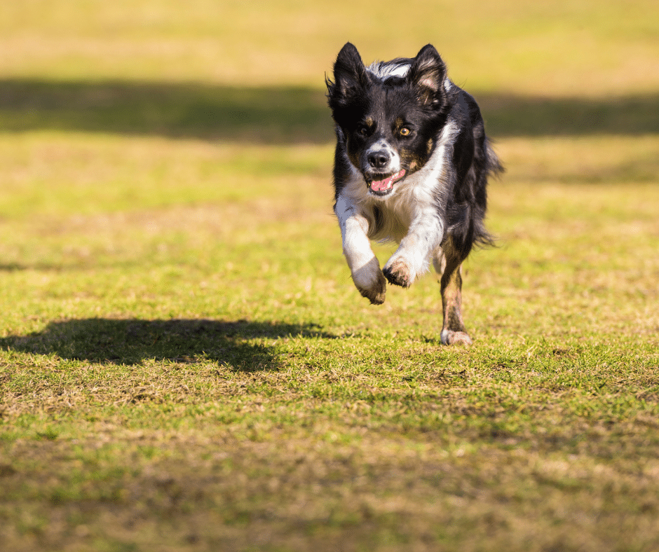 apprentissage du rappel positif avec un chiot récompensé par une friandise