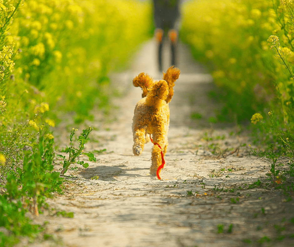 chien qui revient au rappel en promenade avec son maître