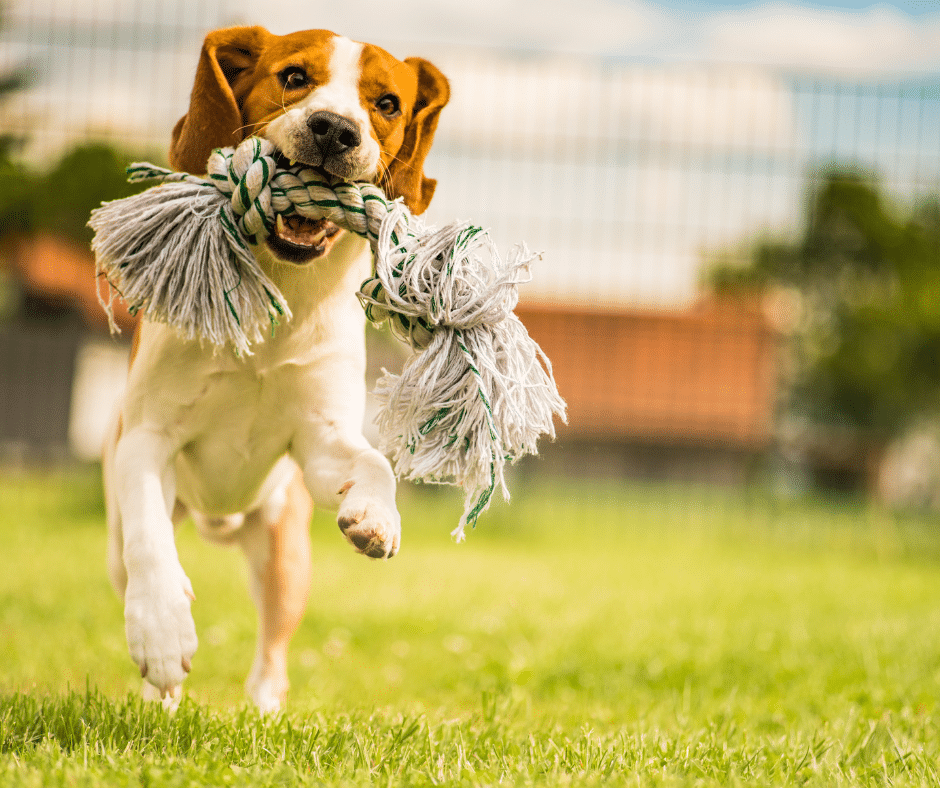 Chien qui joue avec son maître pendant une séance d’éducation positive pour renforcer leur lien.