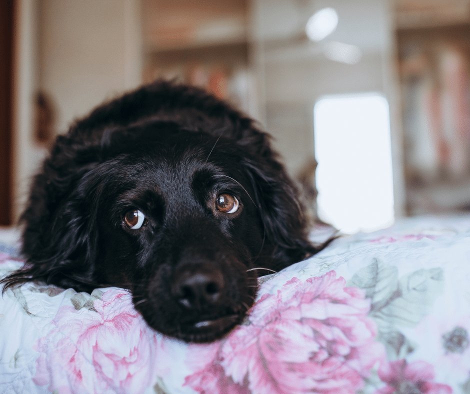 Chien anxieux se relaxant sur son tapis dans un coin calme